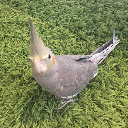 小型・中型インコ